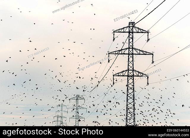 Cloud of starlings. Thousands of starlings synchronize their flight in autumn. France