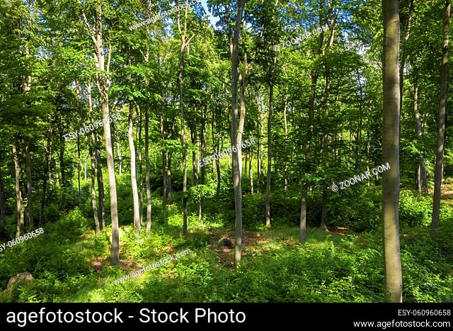 Young beech tree forest with robust fern undergrowth and vivid greenery. European woodlands with strong and thriving vegetation in summer nature