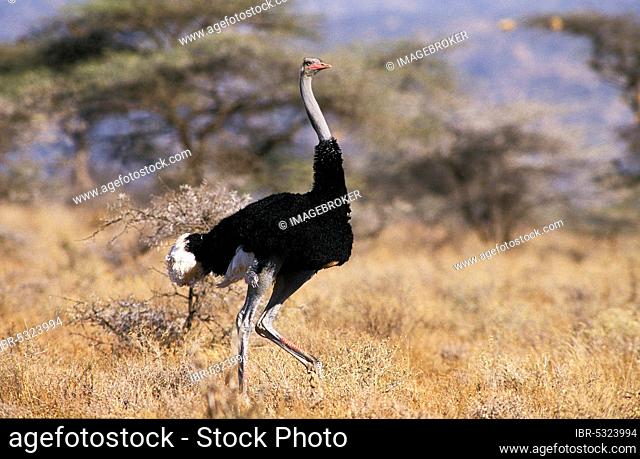 Ostrich (struthio camelus), Male, Masai Mara Park in Kenya