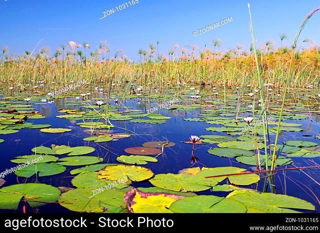 Im Okavango-Delta Botswana