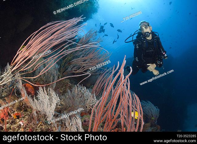 Scuba Diver over Coral Reef, New Ireland, Papua New Guinea