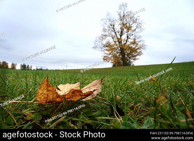 02 November 2023, Bavaria, Unterthingau: An autumn leaf lies on a meadow in front of a partially bare tree. Photo: Karl-Josef Hildenbrand/dpa