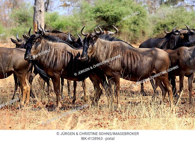 Blue Wildebeests (Connochaetes taurinus), adult, herd, Kruger National Park, South Africa