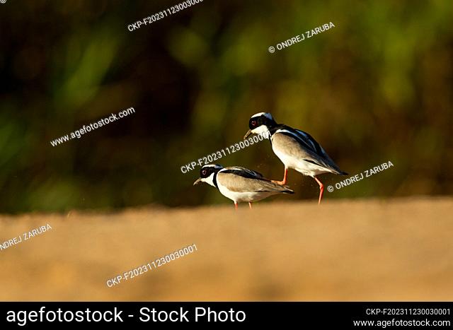 Pied plover (Hoploxypterus cayanus) on land in tropical Pantanal, Mato Grosso, Brazil, pictured on August 7, 2012. (CTK Photo/Ondrej Zaruba)
