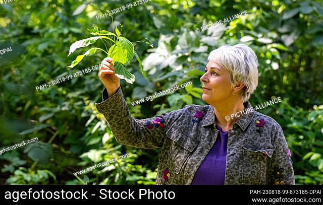 10 August 2023, Lower Saxony, Amelinghausen: Marion Putensen from the Waldkräuterey collects herbs in the forest. Are nettles just as rich in vitamins as Chia...
