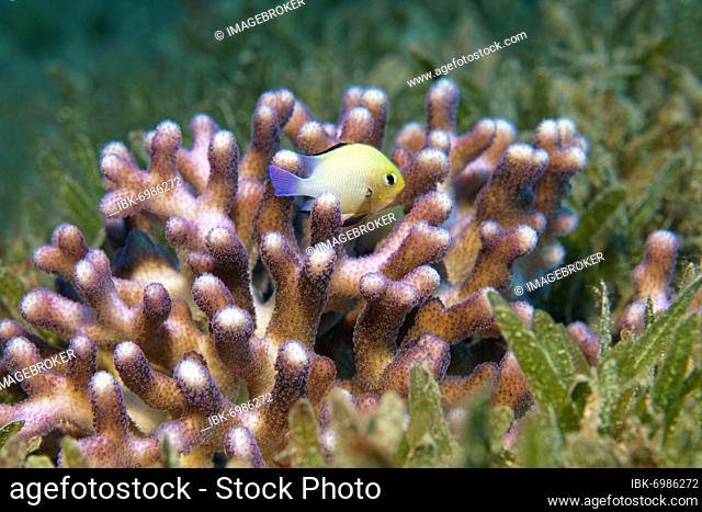 Red Sea Grey Humbug (Dascyllus marginatus) seeks shelter in in Stylophora stony coral (Stylophora subseriata) on seagrass meadow, Red Sea, Aqaba