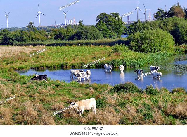 domestic cattle (Bos primigenius f. taurus), cattles standing in the lake Grosse Brake , Germany, NSG Grosse Brake, Bremen-Lesum