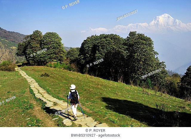 woman on a hiking trail at the foot of the Annapurna massif, in the background the Dhaulagiri (8167 m), Nepal