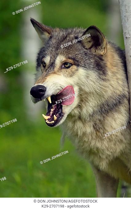Gray wolf (Canis lupus} Captive raised adult, Minnesota Wildlife Connection, Sandstone, Minnesota, USA