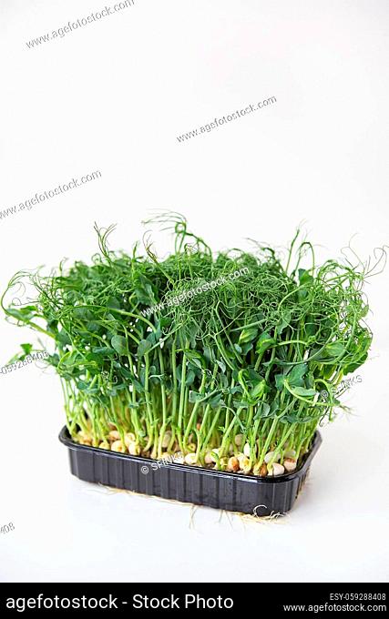 Pea microgreen sprouts. Raw sprouts, microgreens, healthy food concept. Vitamins and minerals at home