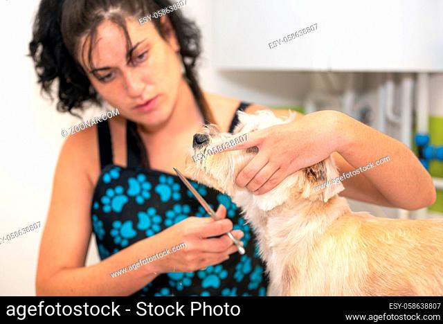 Female groomer trimming dog hair. Woman working in pet shop. Groomer trimming dog hair with scissors