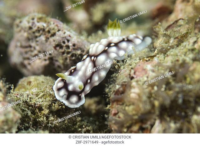 Nudibranco - Chromodoris geometrica - Puerto Galera - Filippine Nudibranch - Chromodoris geometrica - Puerto Galera - Philippines