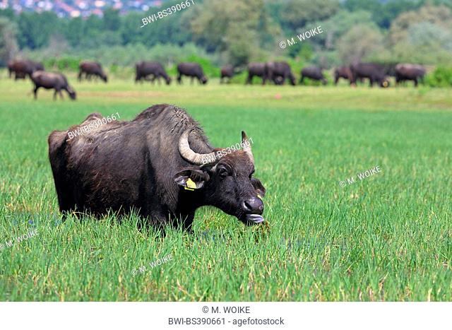 Asian water buffalo, wild water buffalo, carabao (Bubalus bubalis, Bubalus arnee), wild water buffalo grazing in a flooded meadow, Greece, Lake Kerkini