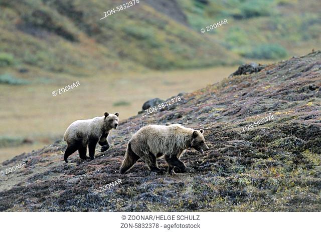 Grizzlybaerin mit Jungtier auf Nahrungssuche in der herbstlichen Tundra - (Braunbaer) / Grizzly Bear sow with cub searching for food in the autumnal tundra -...