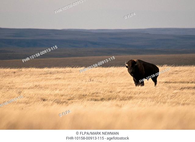 Plains Bison Bison bison bison adult male, standing in shortgrass prairie habitat, West Bloc, Grasslands N P , Southern Saskatchewan, Canada, october
