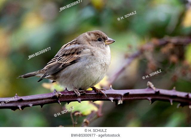 house sparrow (Passer domesticus), female sitting on a blackberry twig, Germany, Schleswig-Holstein, Heligoland