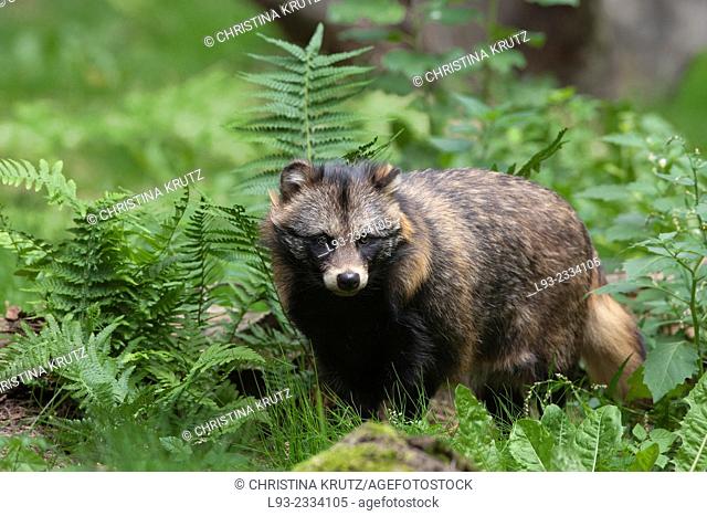 Raccoon dog, Nyctereutes procyonoides, Hesse, Germany