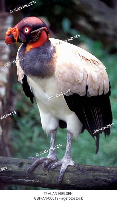 King vulture, animal