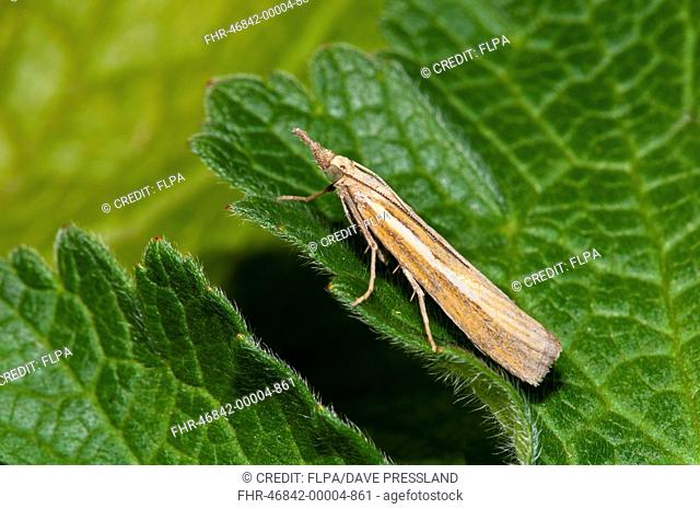 Common Grass-veneer (Agriphila tristella) adult, resting on leaf in garden, Sowerby, North Yorkshire, England, August