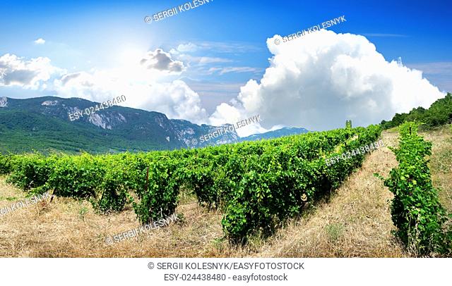 Young bushes of grape in the mountains