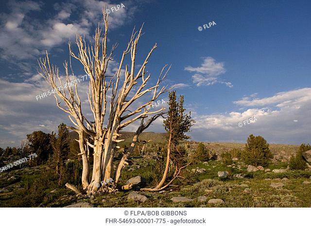 Whitebark Pine Pinus albicaulis habit, partially dead old tree, near Winnemucca Lake, Carson Pass, Sierra Nevada, California, U S A