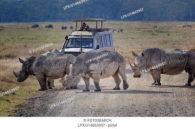 Three white rhino: walking across road in front of safari jeep with couple photographing, with many other rhinos on grassy plain, and woodland beyond