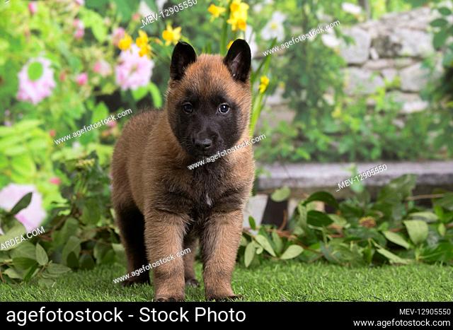 Belgian Shepherd puppy outdoors in the garden