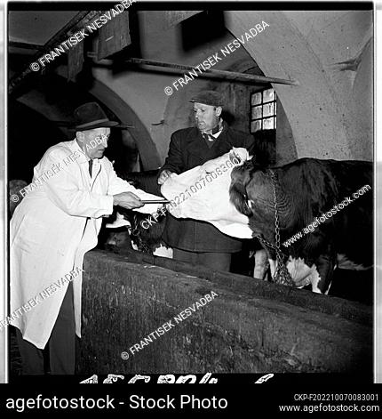 ***MARCH 19, 1965, FILE PHOTO*** Ferrites against foreign bodies in cattle. Several tens of millions of CZK annually in our country are the economic losses...