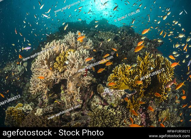 Lyretail Anthias over Coral Reef, Pseudanthias squamipinnis, Fury Shoal, Red Sea, Egypt
