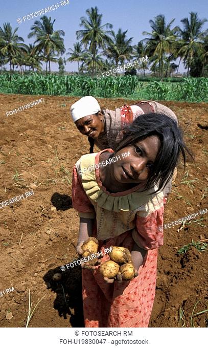 potatoes, child, harvesting, india, person, people