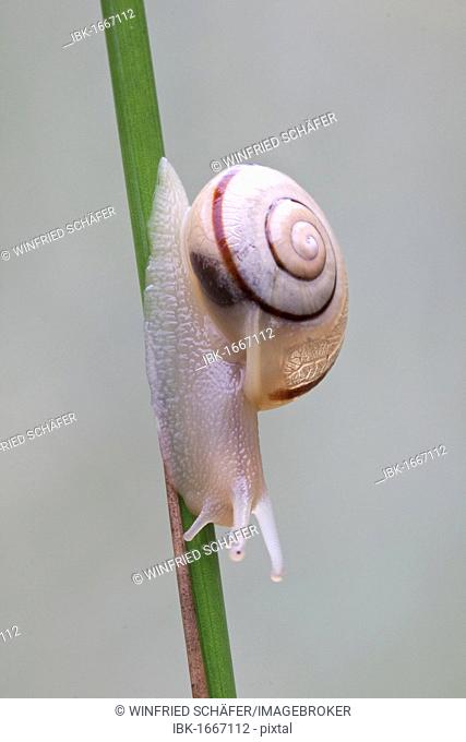 Grove snail, brown-lipped snail (Cepaea nemoralis)