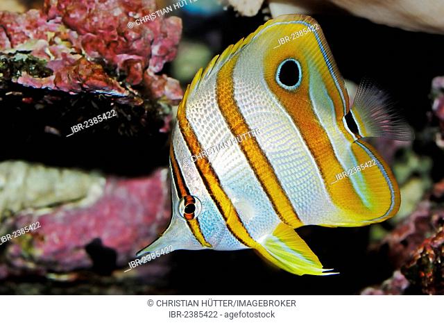 Copperband Butterflyfish or Beak Coralfish (Chelmon rostratus), native to the Great Barrier Reef and the Indo-Pacific, in captivity, Netherlands, Europe