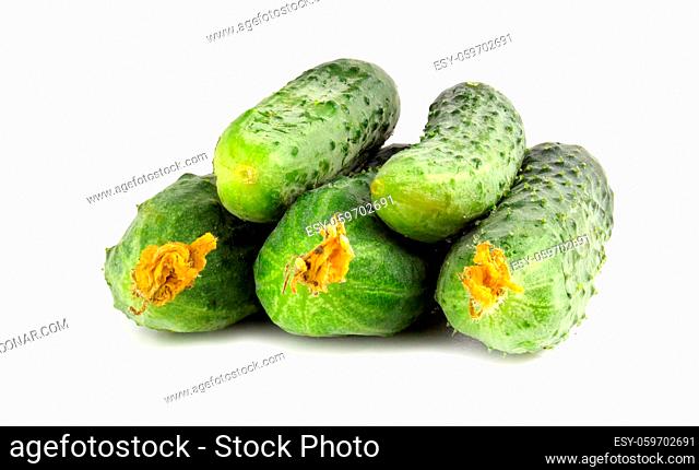 Fresh little cucumbers isolated on white background. Young gherkins with yellow flowers have just been collected from the garden