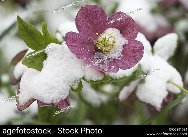 Oriental hellebore (Helleborus orientalis) in the snow, Emsland, Lower Saxony, Germany, Europe