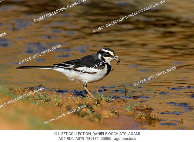 African Pied Wagtail with food, African Pied Wagtail, Motacilla aguimp
