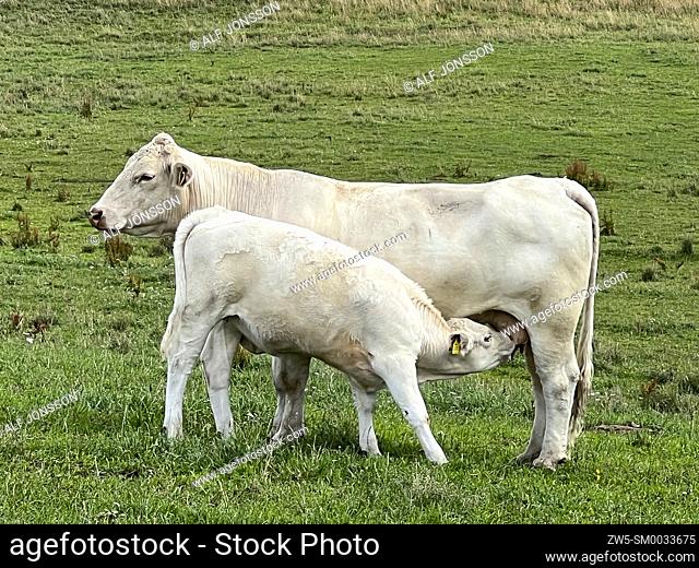 Charolais cattle in pasture. A calf sucks its mother