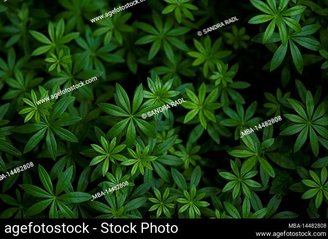 Woodruff (Galium odoratum) covers the forest floor in the Vosges Mountains, France, Grand Est region, Ballons des Vosges Regional Nature Park