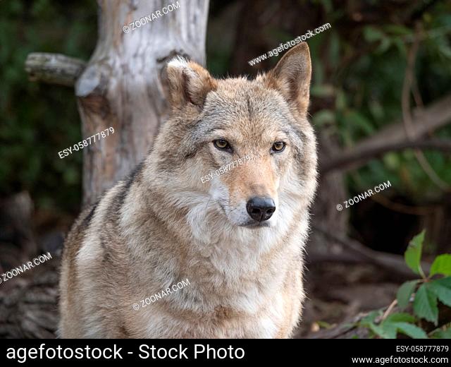 Grey Wolf Canis lupus Portrait - captive animal