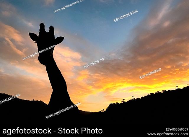 close up view of a silhouetted large African Giraffe in a South African wildlife reserve at sunset