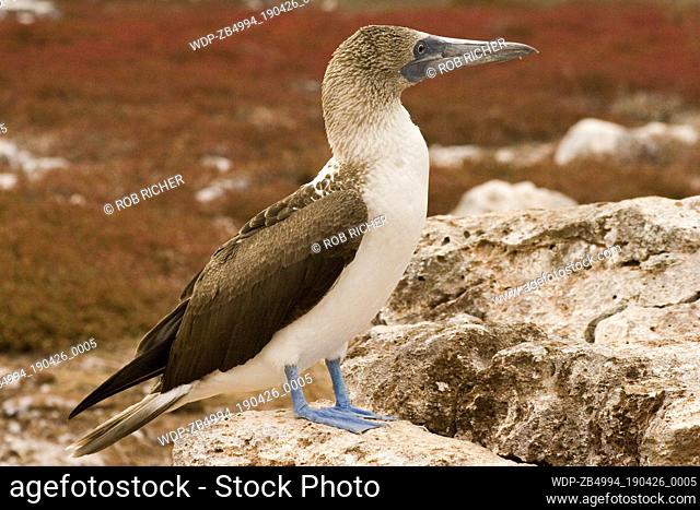 Seabird - Blue Footed Booby