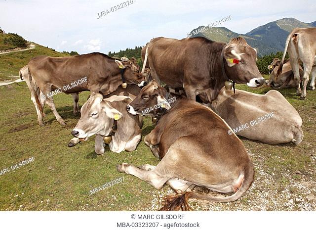 Germany, Bavaria, Werdenfelser Land (region), Garmisch-Partenkirchen, mountain pasture, cows