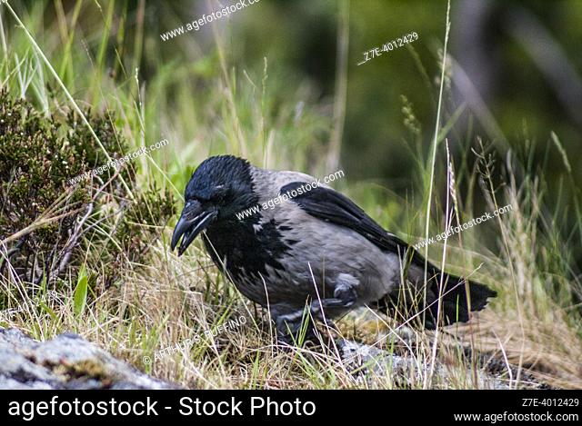 Common raven (Corvus corax). Alesund (Šlesund), Norway, Europe