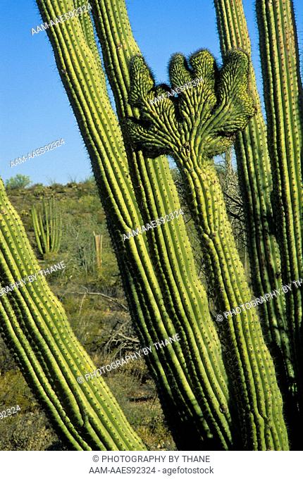 USA, Arizona, Organ Pipe Cactus National Monument, Cristate Organ Pipe Cactus, (Stenocereus thurberi) March