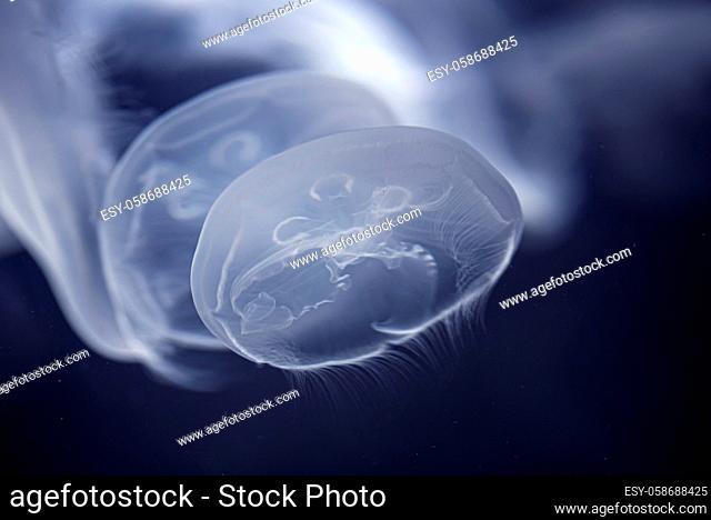 Sea Moon jellyfish float in the deep dark blue water