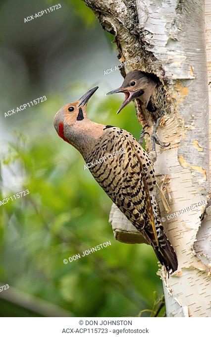 Northern flicker (Colaptes auratus) Adult male feeding young in birch tree nest cavity, Wanup, Ontario, Canada