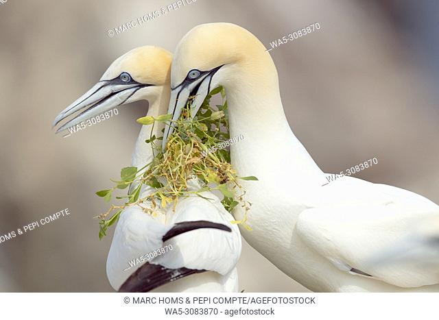 Atlantic gannet made present grass for the nest at female in Saltee Island, Ireland