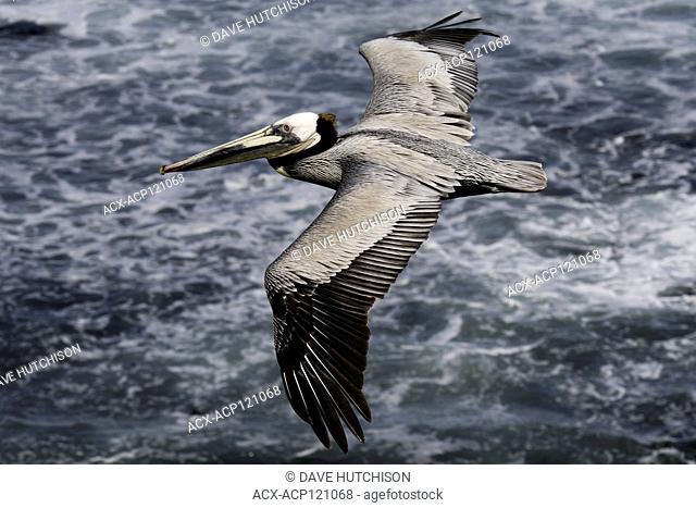 Brown Pelican (Pelecanus occidentalis), La Jolla, Southern California, USA