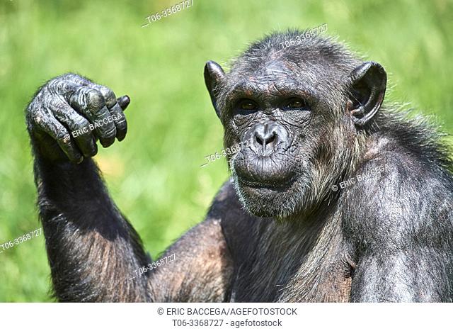 Female chimpanze portrait, 37 years old (Pan troglodytes) captive, Beauval Zoo Parc, France