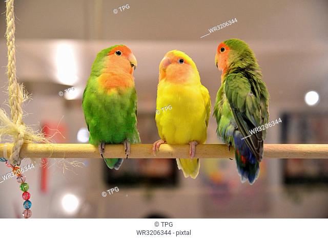 parrots of Kotori Cafe OMOTESANDO