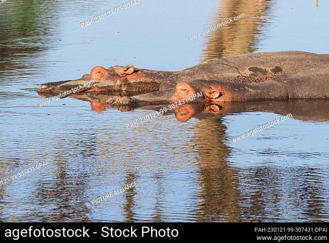 23 September 2022, Tanzania, Nyabogati: Hippos (Hippopotamus amphibius) lie in the water in the Serengeti National Park. The park in the north of the country is...